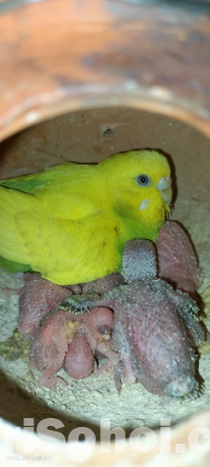 Birds